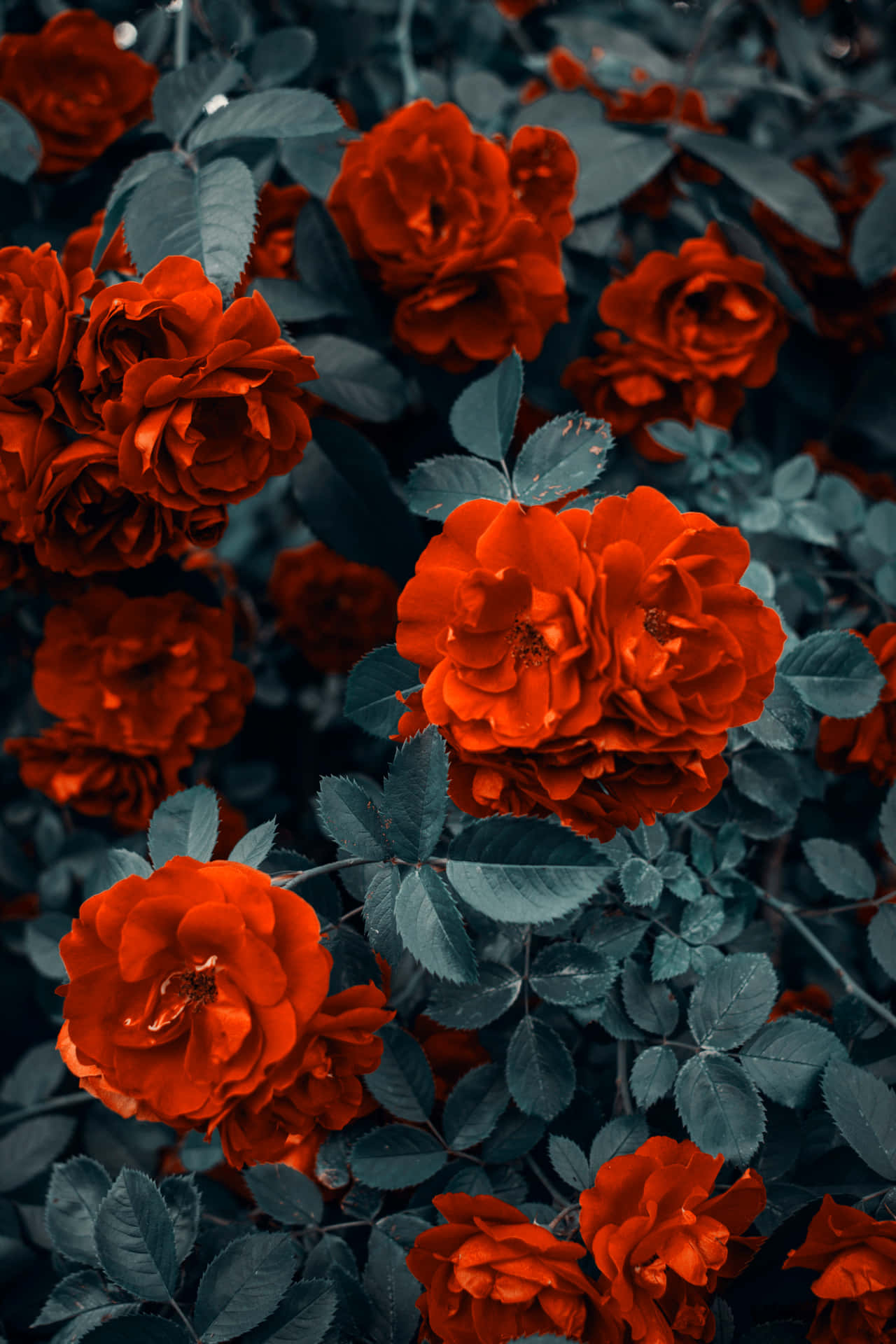 Smukke røde roser billede tapet