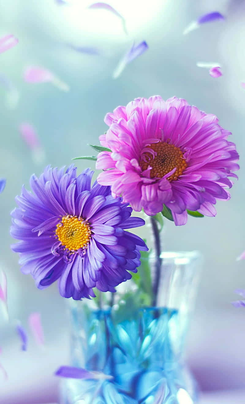 Smuk lilla og pink daisy billede tapet