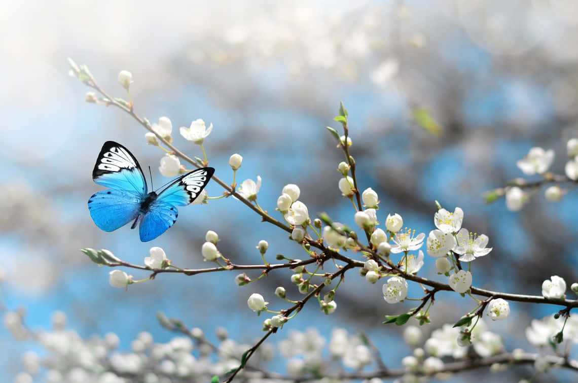 Smukke Sommerfugl på Kirsebærblomst Billede