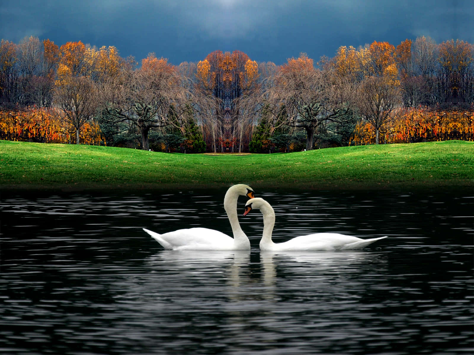 Beautiful Swans Picture