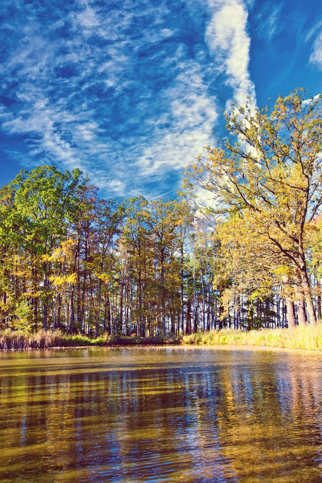 Schönesbild Von Herbstbäumen Am Fluss