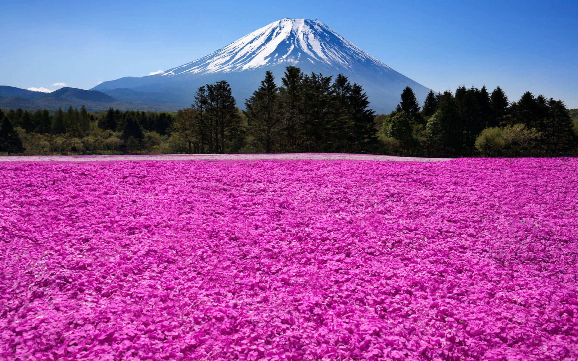Beautiful Pink Field And Mount Fuji Wallpaper