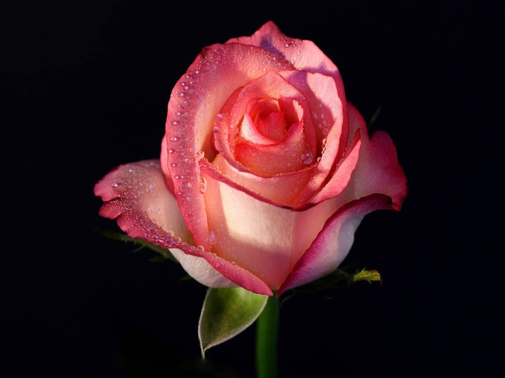 Smukke lyserøde roser blomsterbaggrund Wallpaper