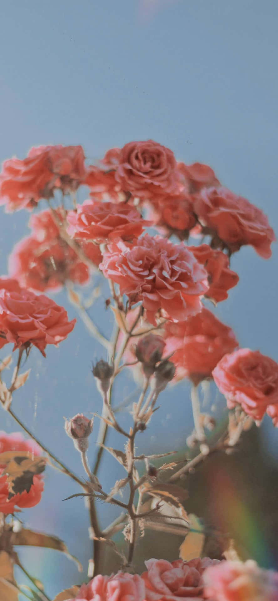 Beautiful Pink Roses For Aesthetic Valentine's Day Wallpaper