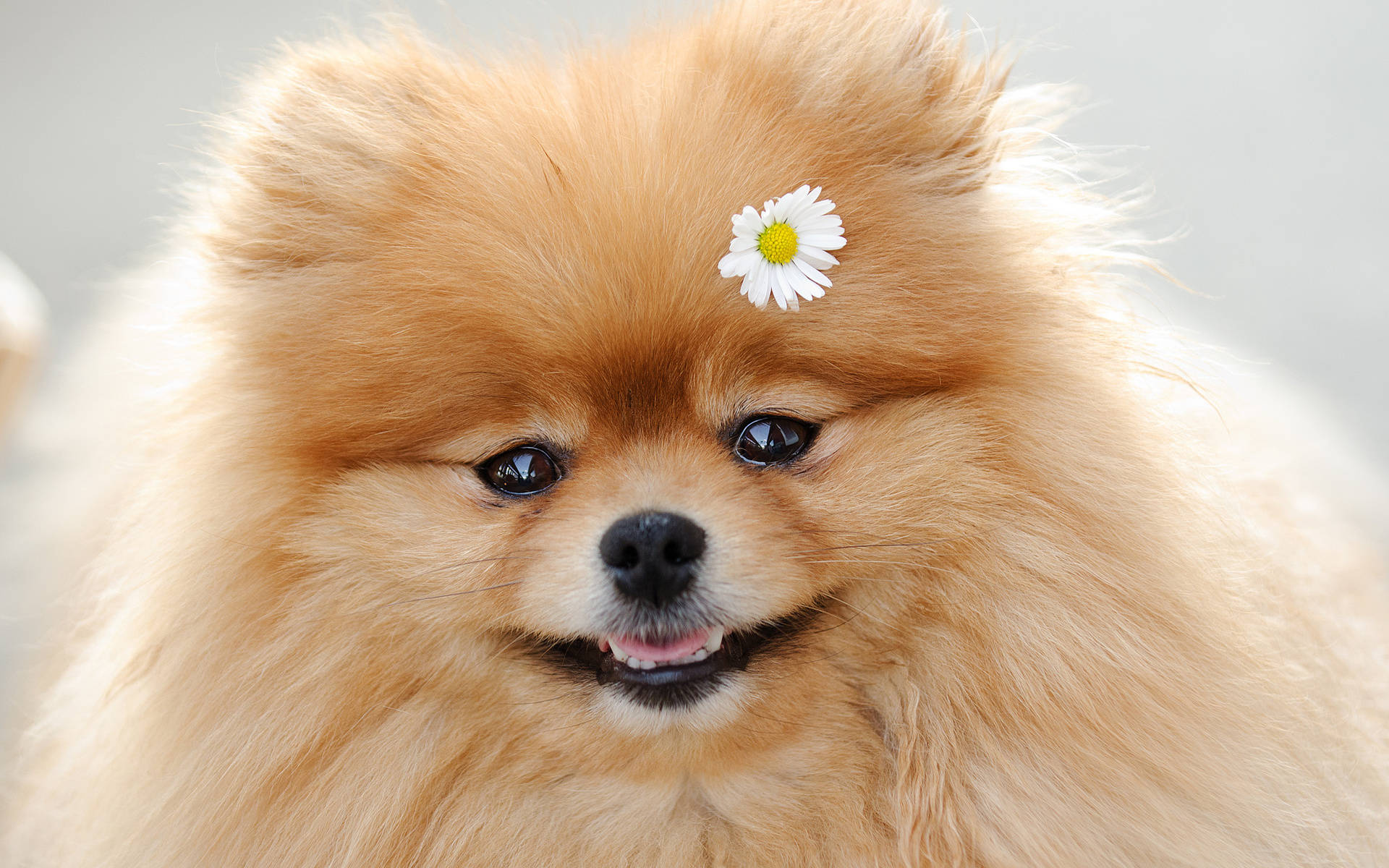 Beautiful Pomeranian With Daisy Flower