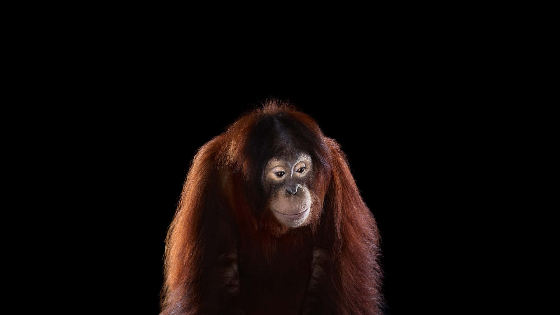 Beloretrato De Orangotango. Papel de Parede