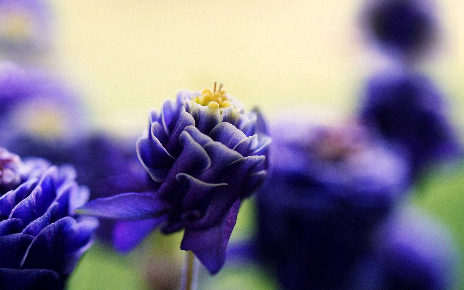 Let nature inspire your day with this beautiful purple flower. Wallpaper