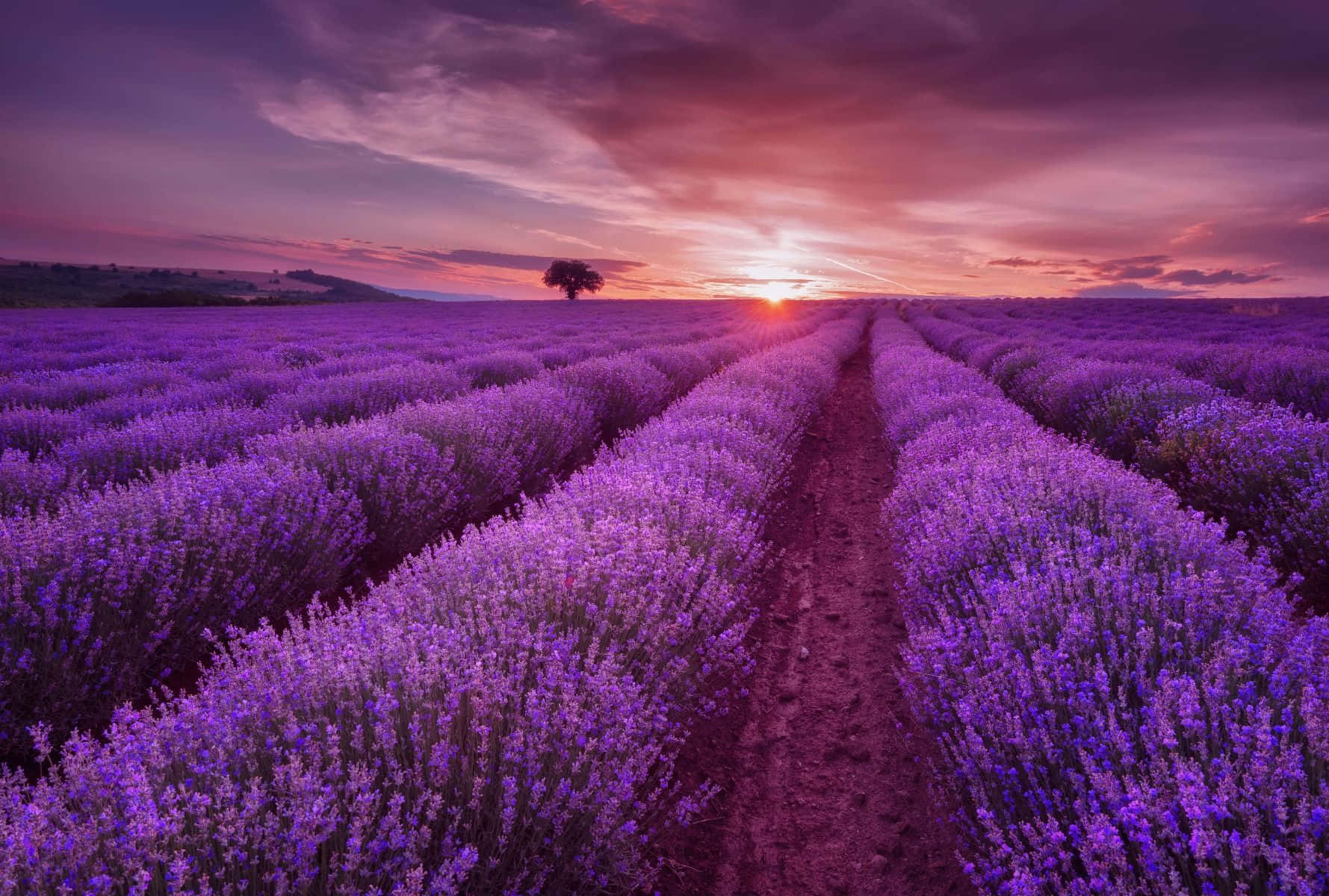 Beautiful Purple Lavender Nature Field Wallpaper