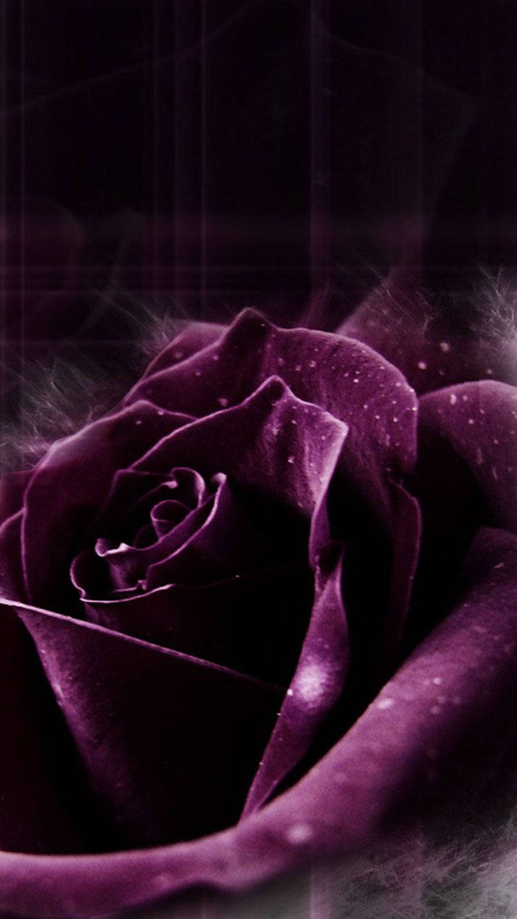 Beautiful Purple Rose Iphone Wallpaper