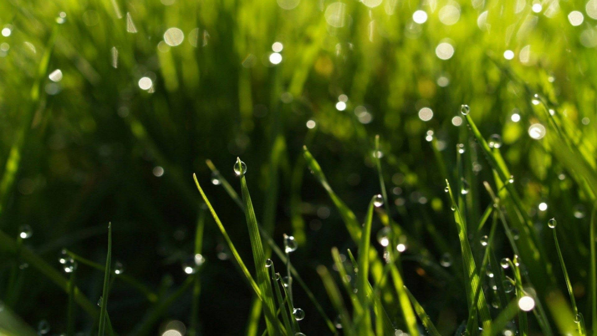 A picturesque scene with raindrops on vibrant green grass. Wallpaper