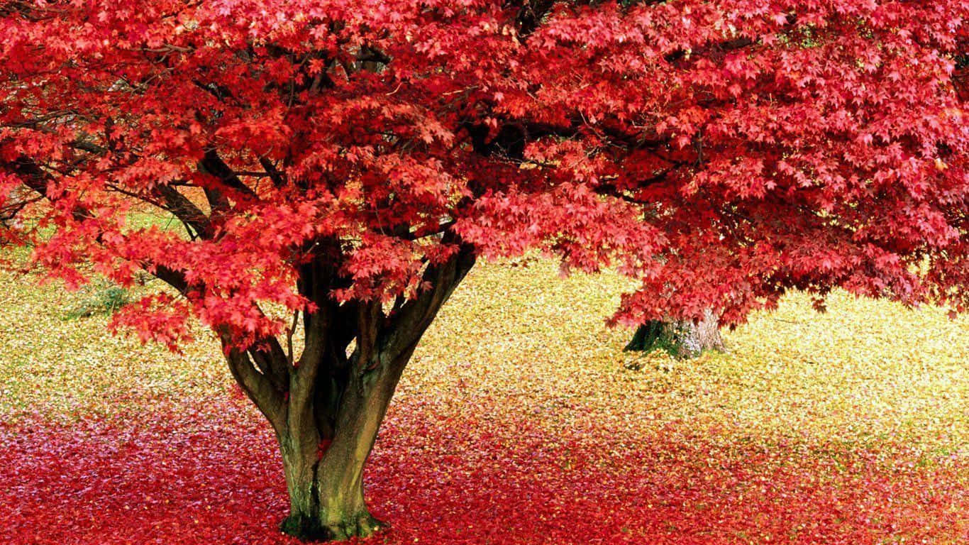 Beautiful Rare Red Maple Tree Wallpaper
