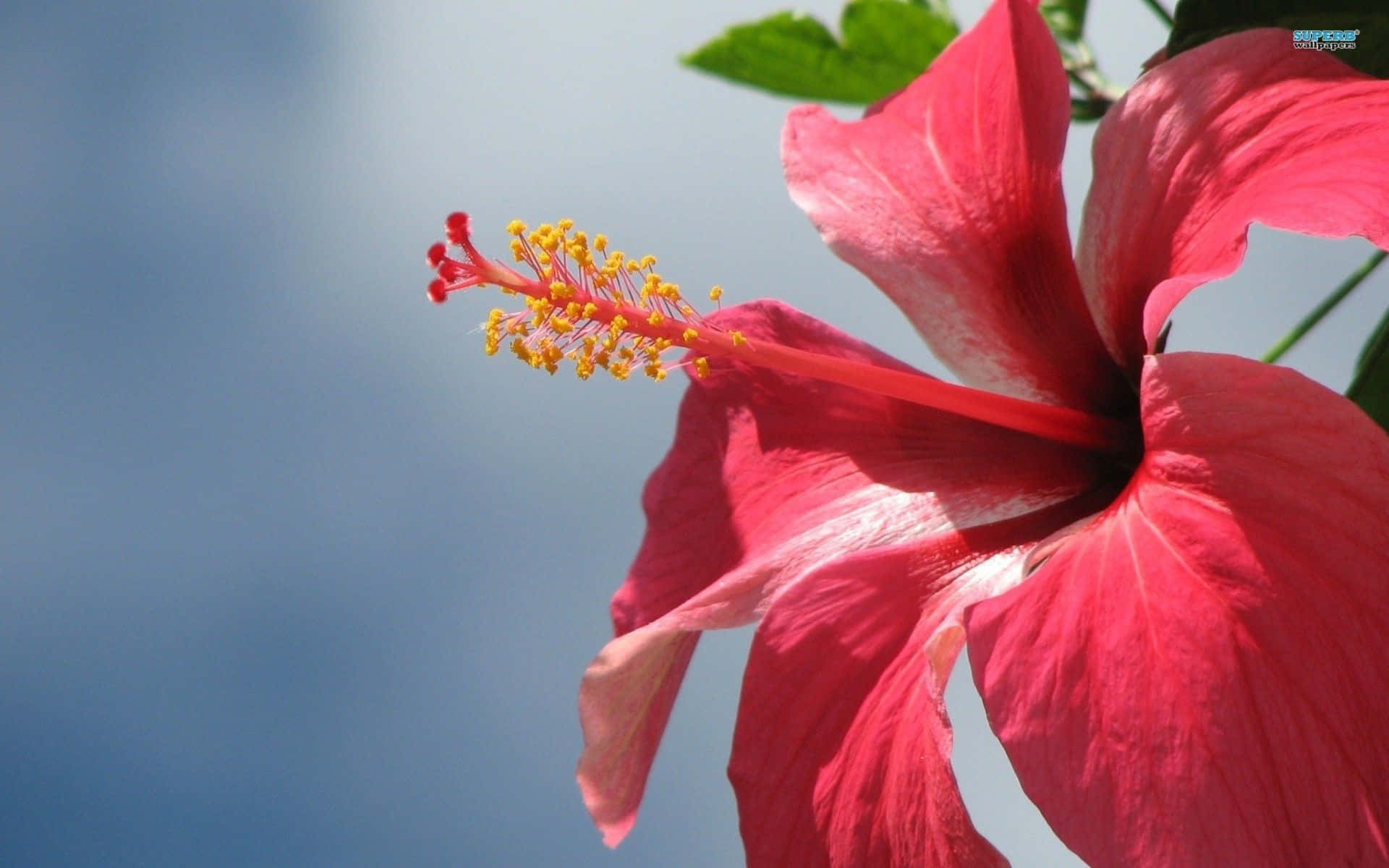 Splendidoclose Up Di Un Fiore Di Ibisco Rosso Sfondo