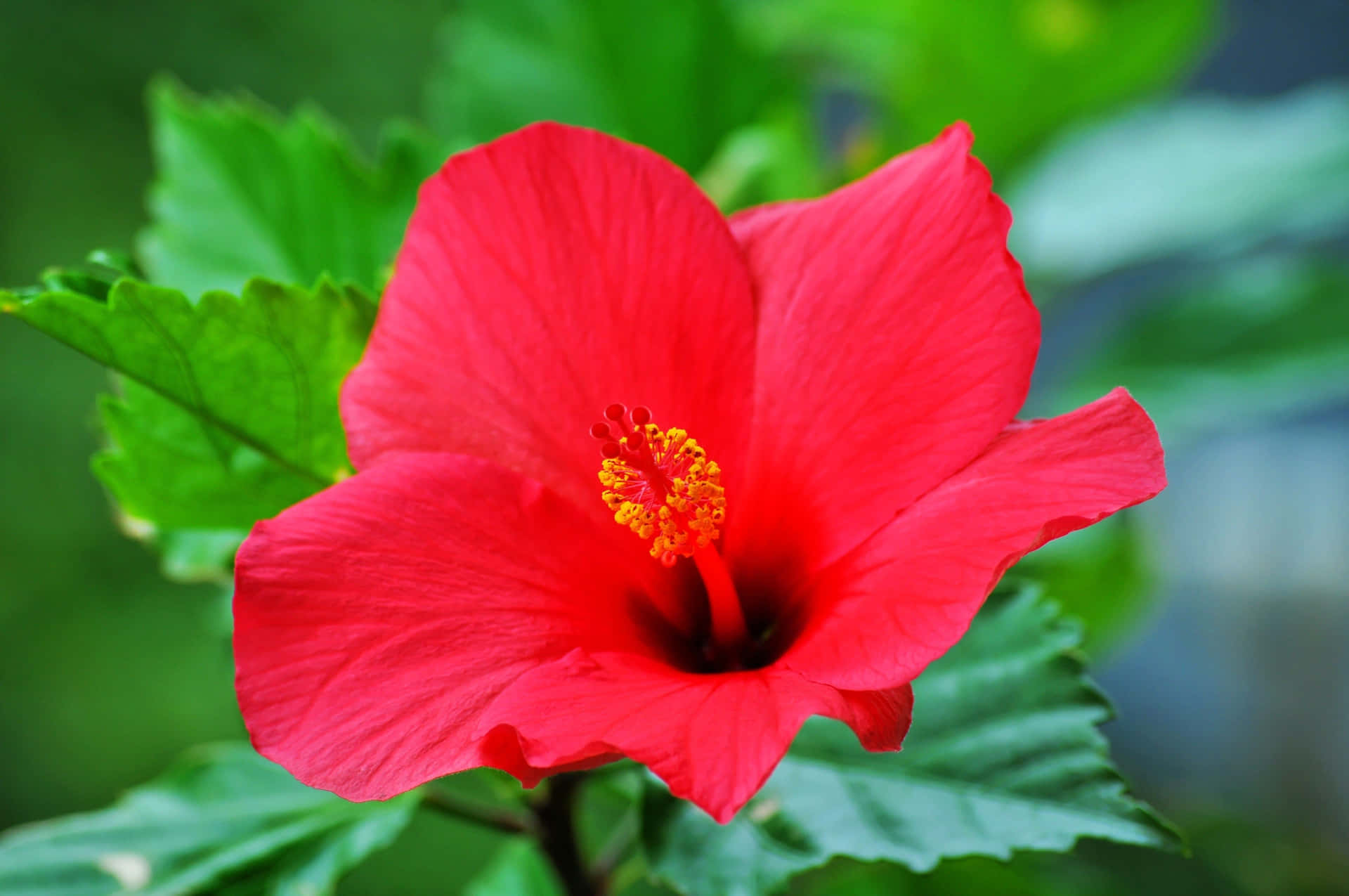 Beautiful Red Hibiscus Flower Background