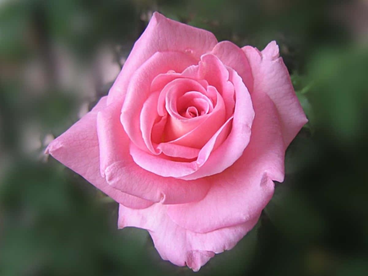 фото роз розового цвета