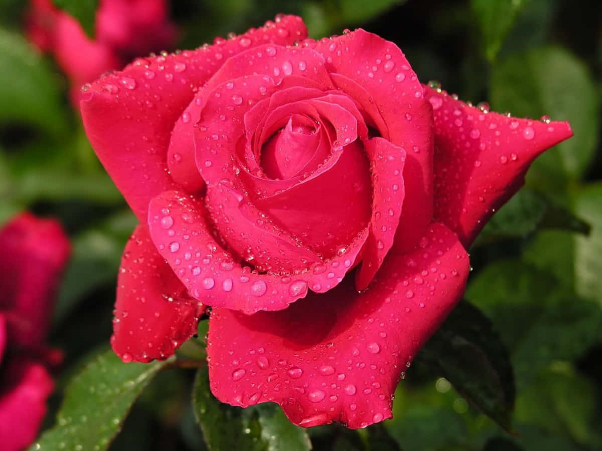 Unaimpresionante Rosa Rosa Profundo Rodeada De Exuberante Follaje Verde.