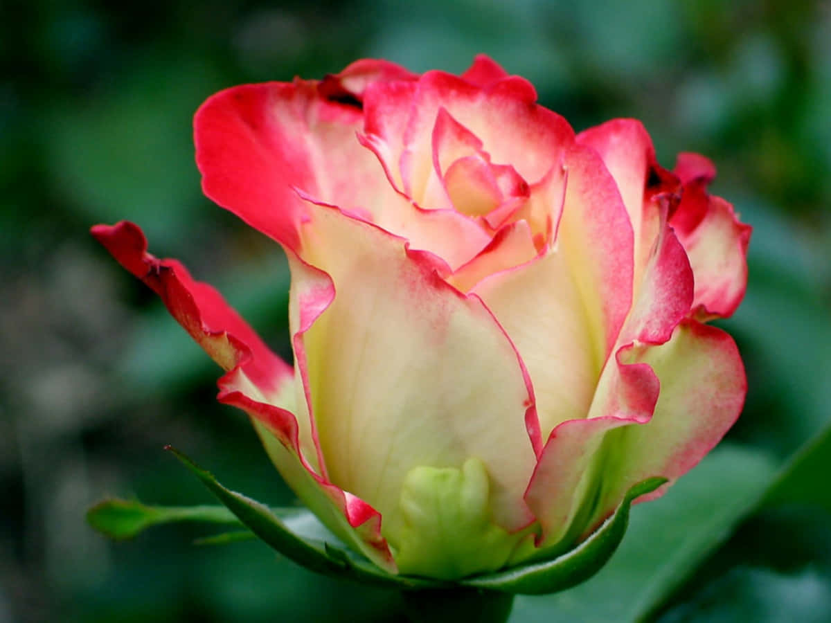 Unahermosa Rosa Destaca Entre Un Lecho De Flores En Plena Floración.