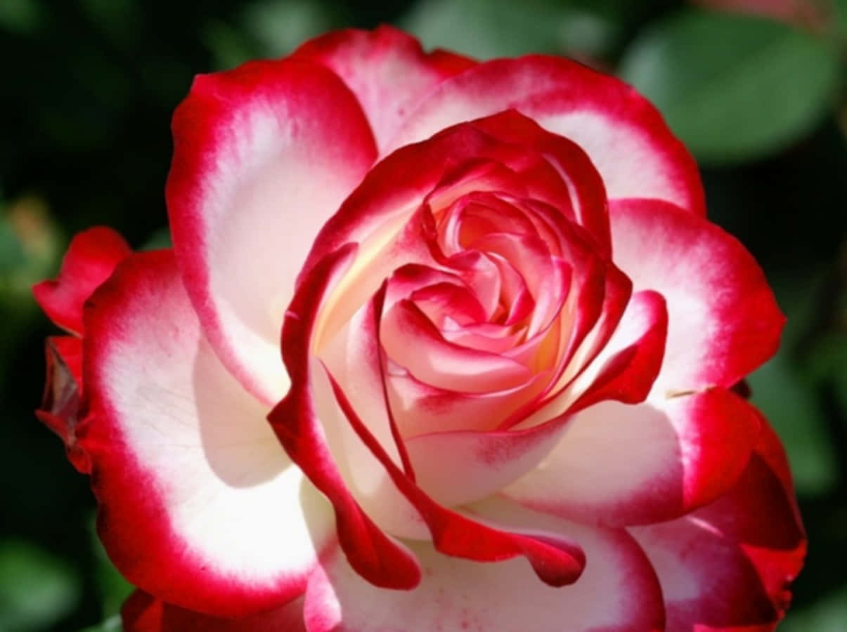 A stunning and vibrant red rose