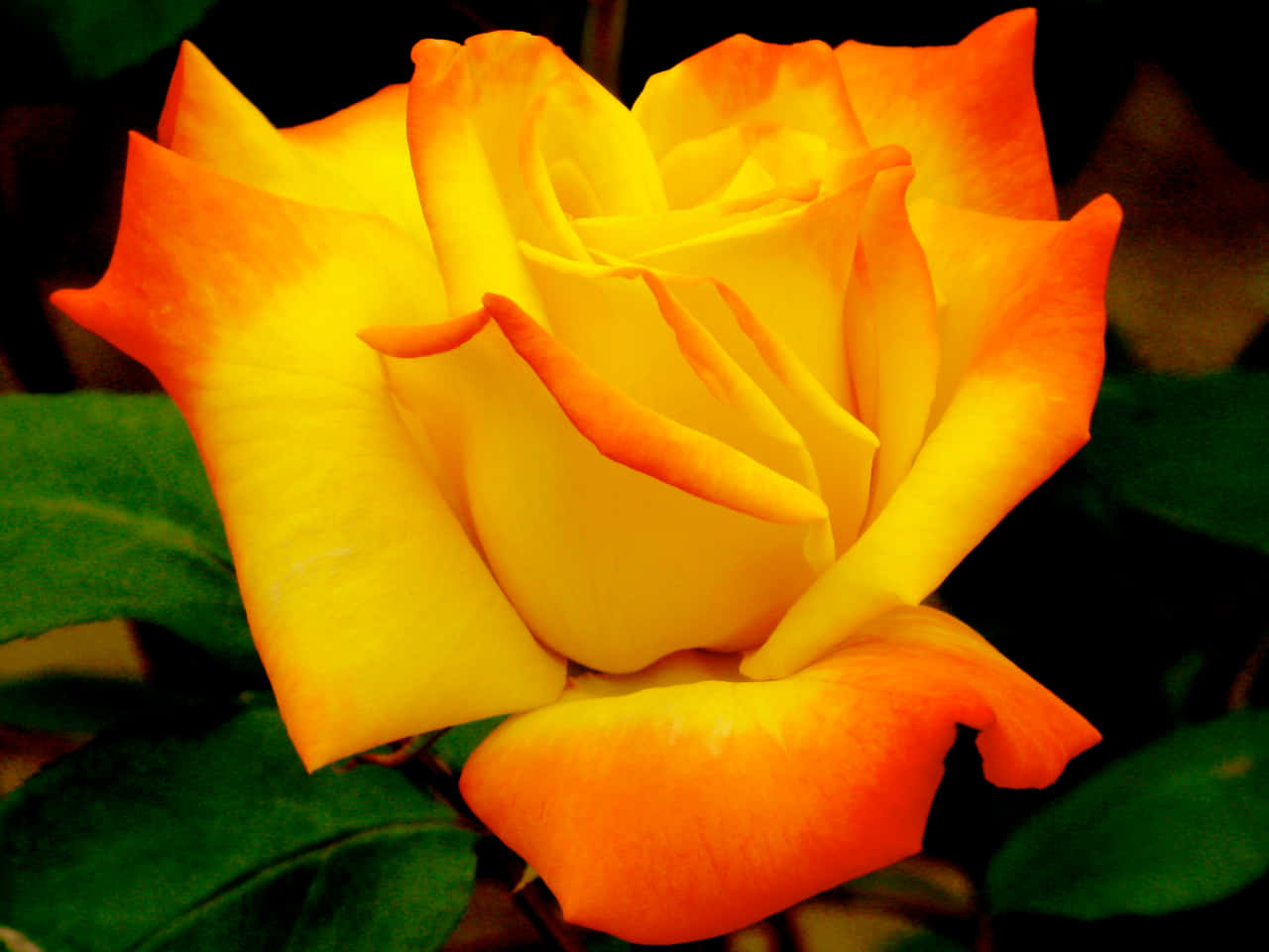 A Blushingly Beautiful Rose
