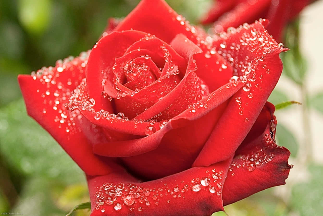 Unahermosa Rosa Preciosa