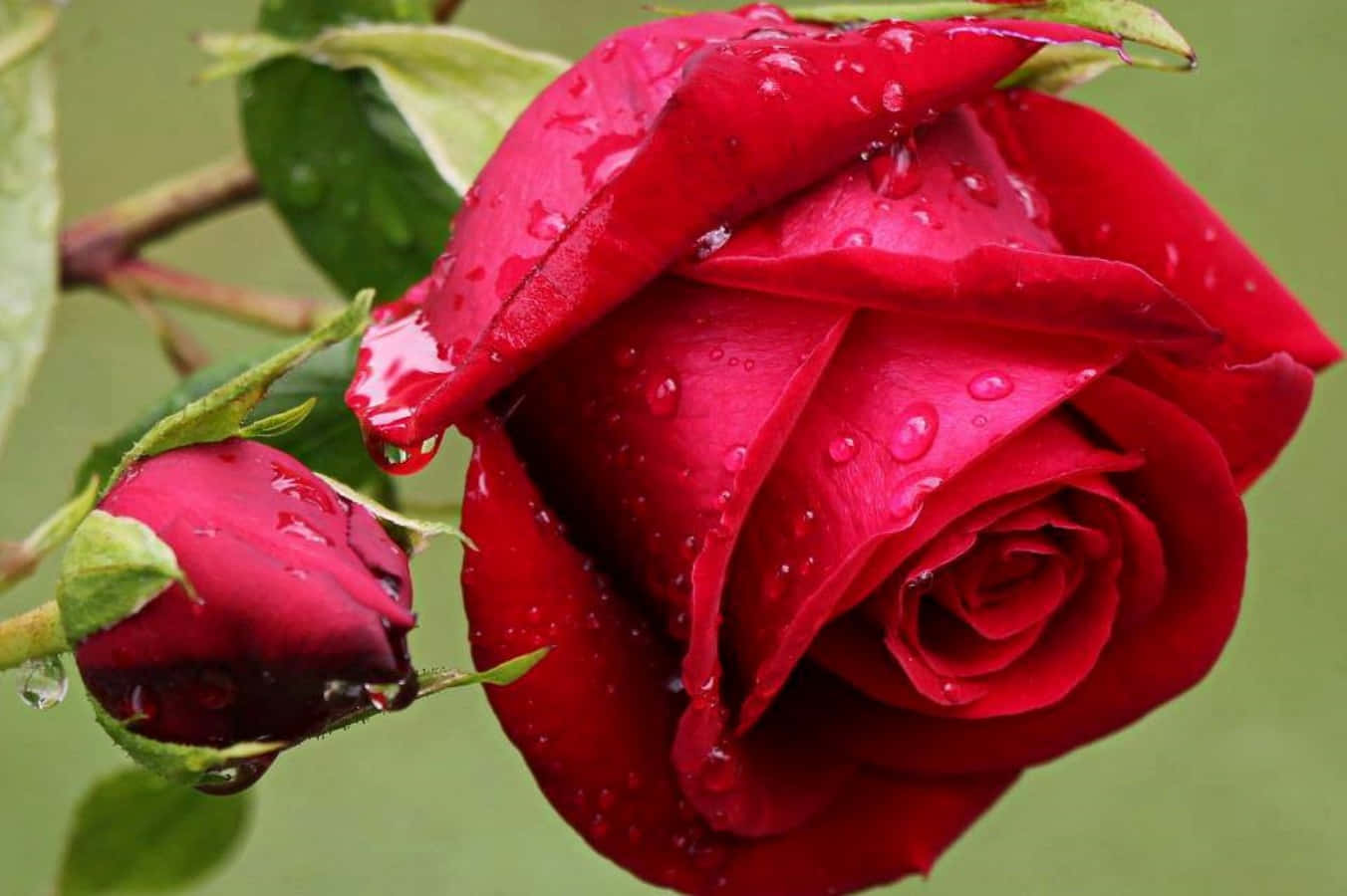 Unabellissima Rosa Rosa Che Illumina Un Giardino