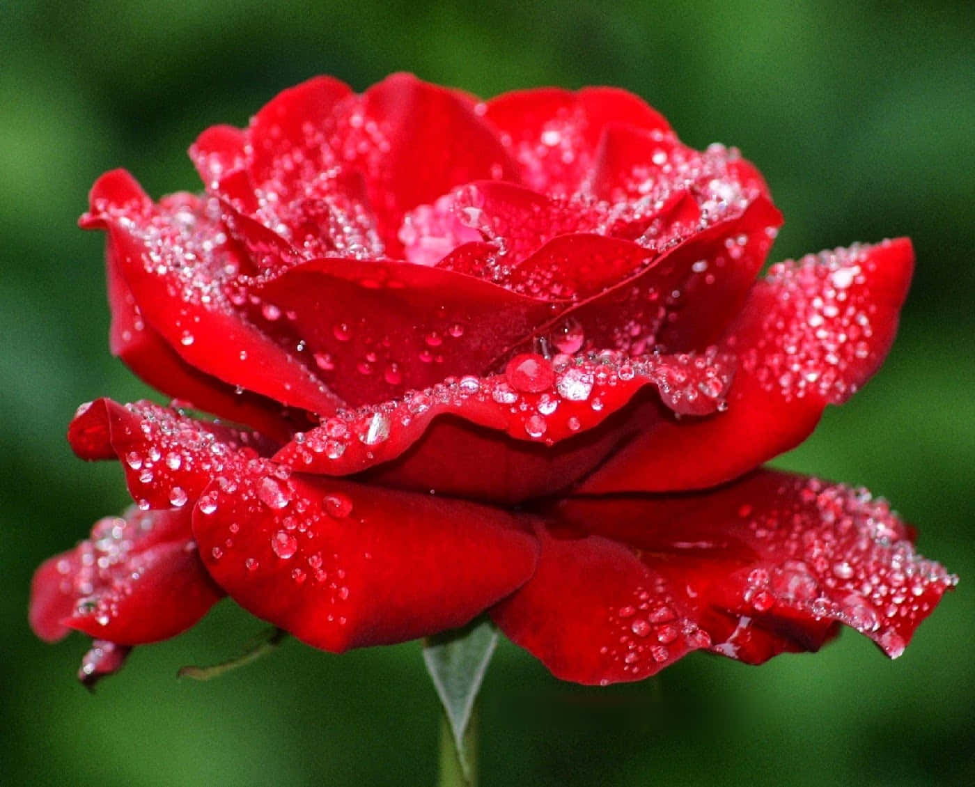 Enlivlig Og Smuk Rose.
