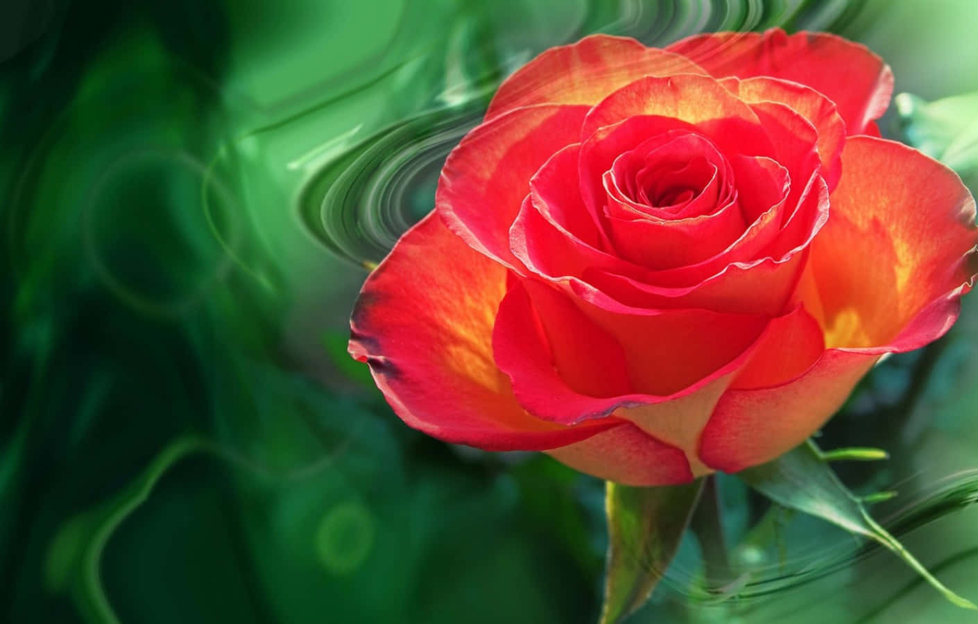 Endelikat Og Smuk Rose.