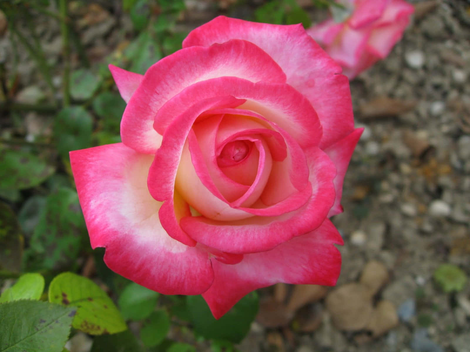 Unahermosa Y Brillante Rosa Ilumina El Día.