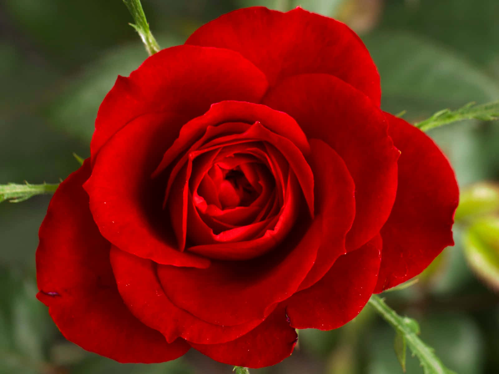 Nydsynet Af Denne Smukke Rose.
