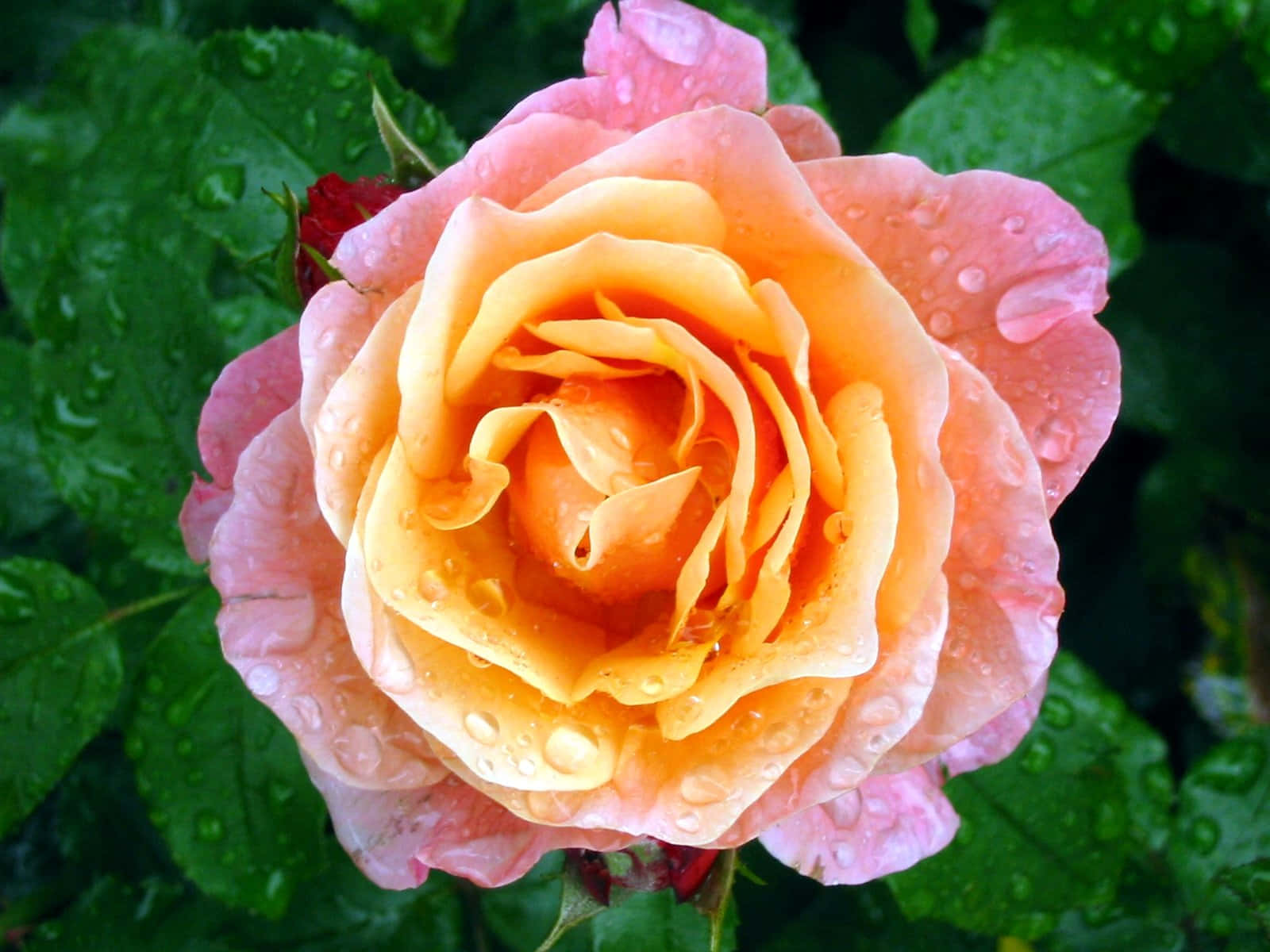 Ensmuk Pink Rose Med Dugdråber På Kronbladene.