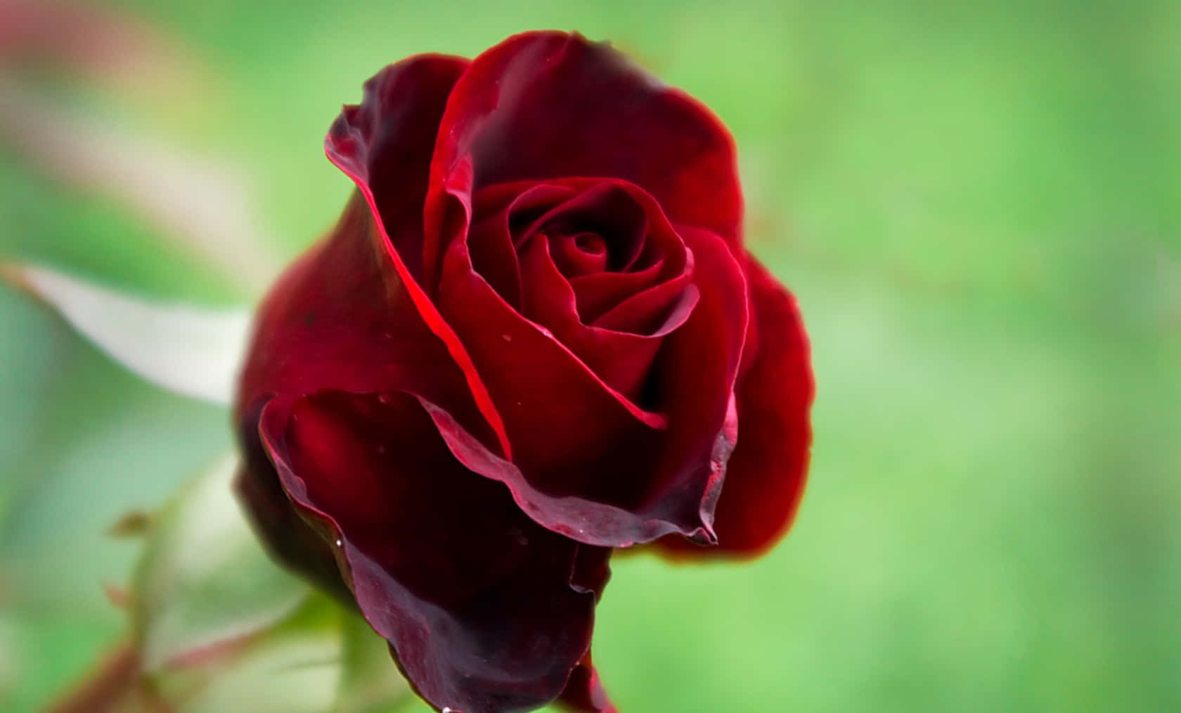 Enblomstrende Smuk Rose.