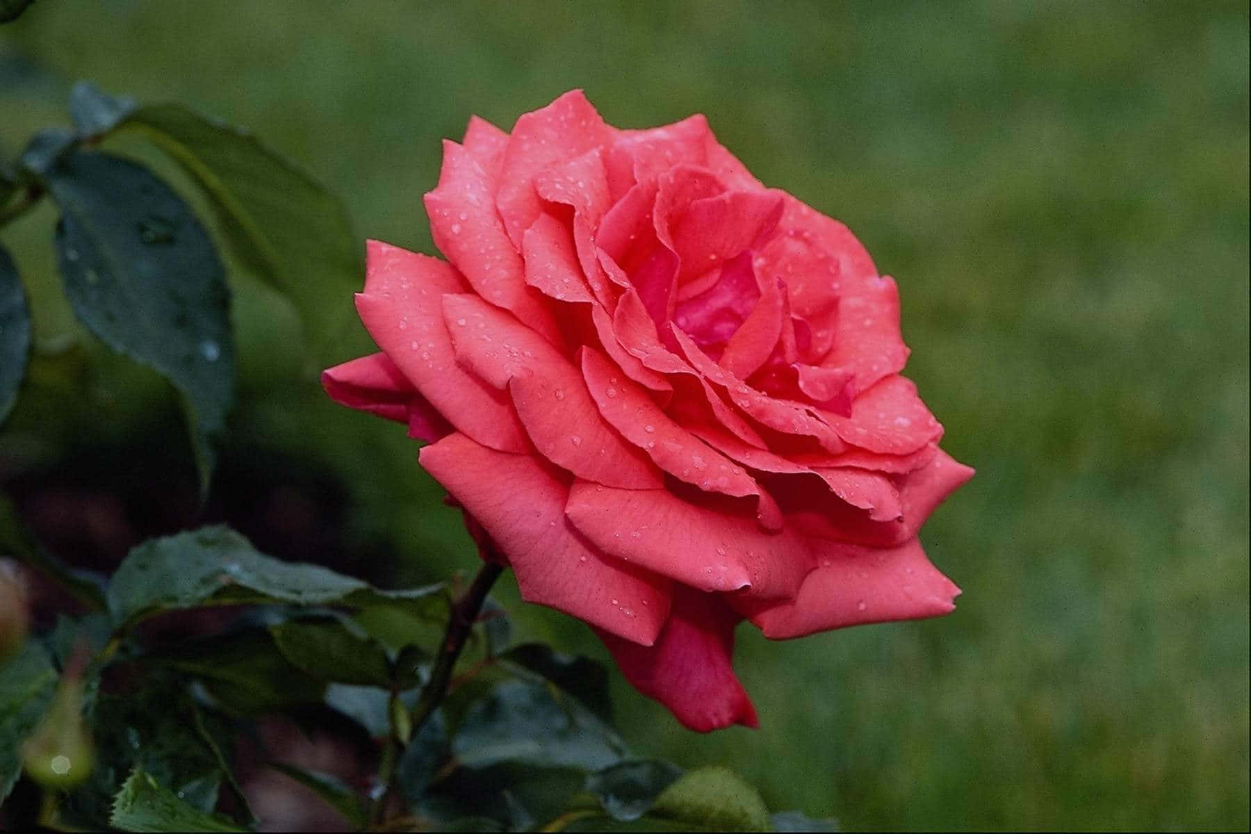 A beautiful pink rose in full bloom.