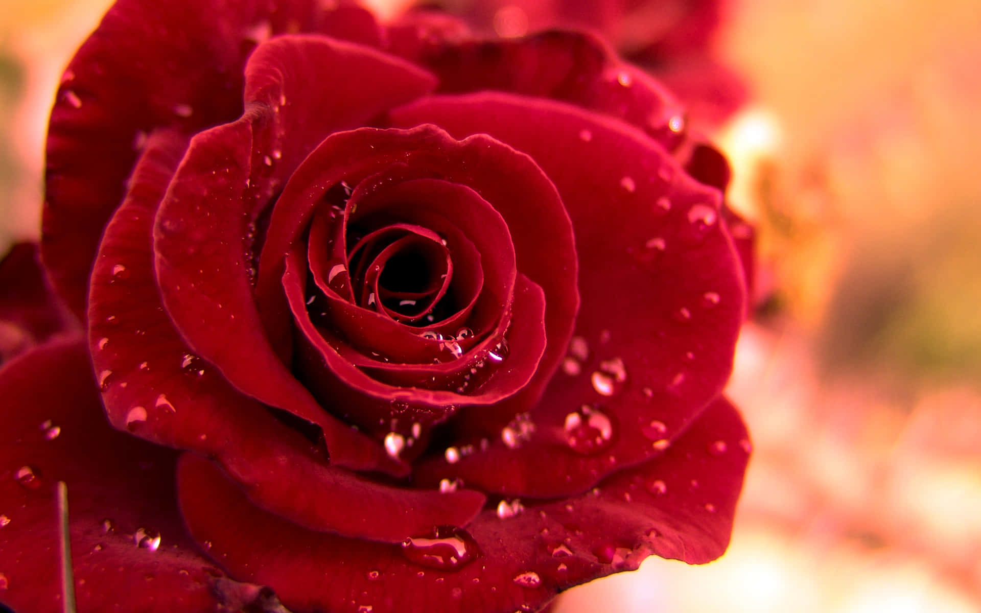 "A Rose, A Symbol Of Beauty"