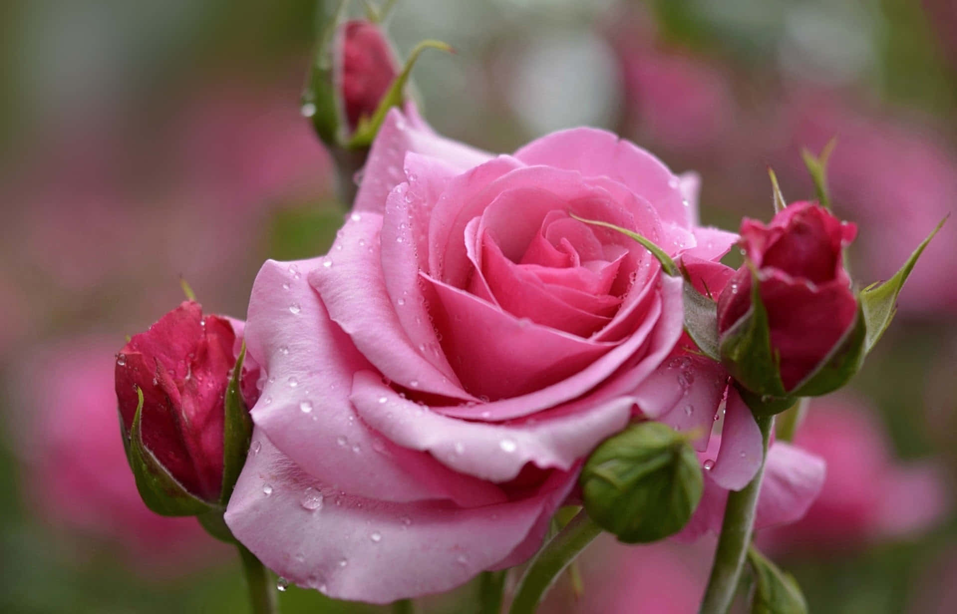 Englødende Pink Rose Står Ud Blandt Et Blødt Hav Af Hvide Kronblade.