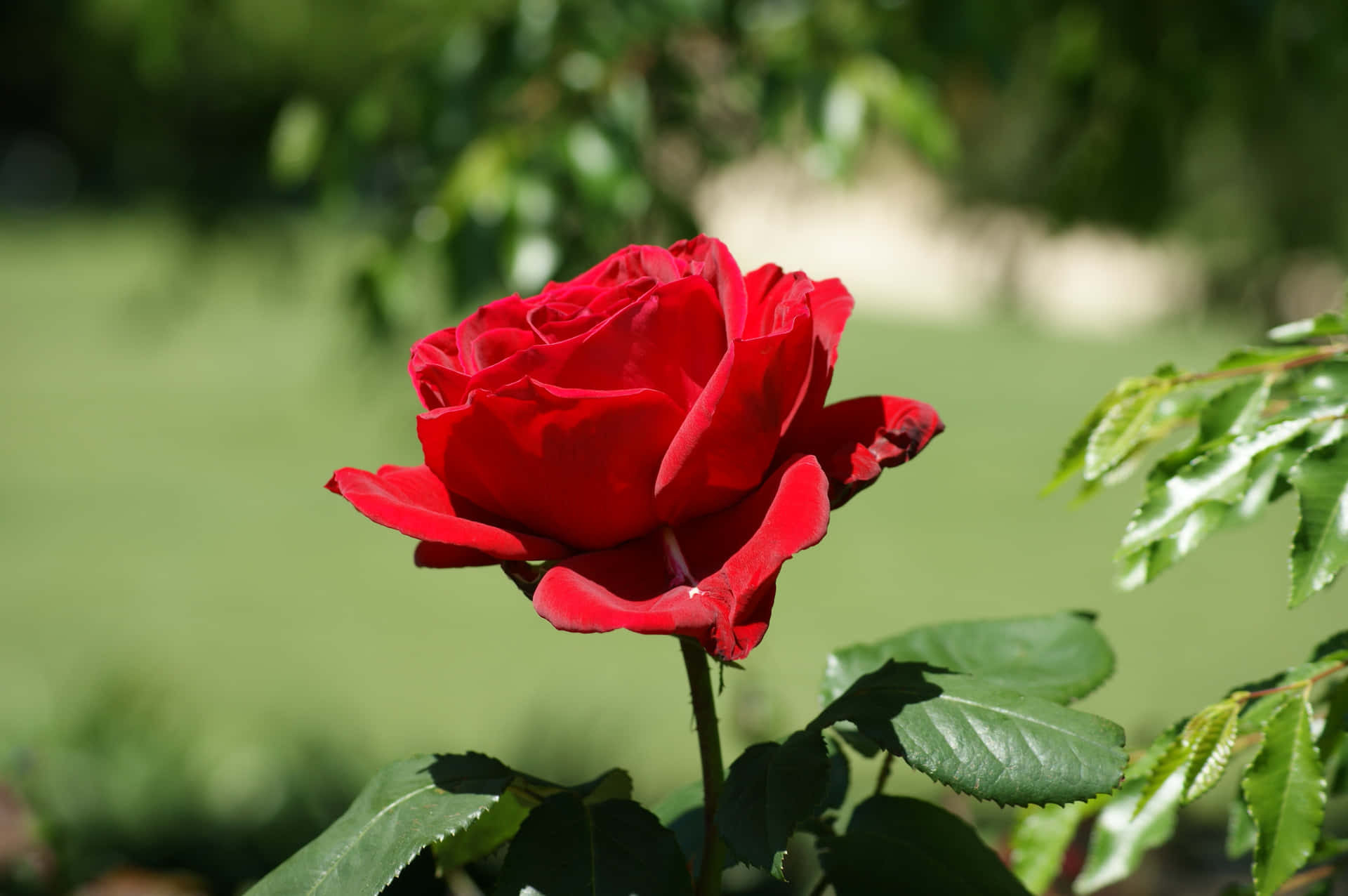 A Uniquely Beautiful Rose
