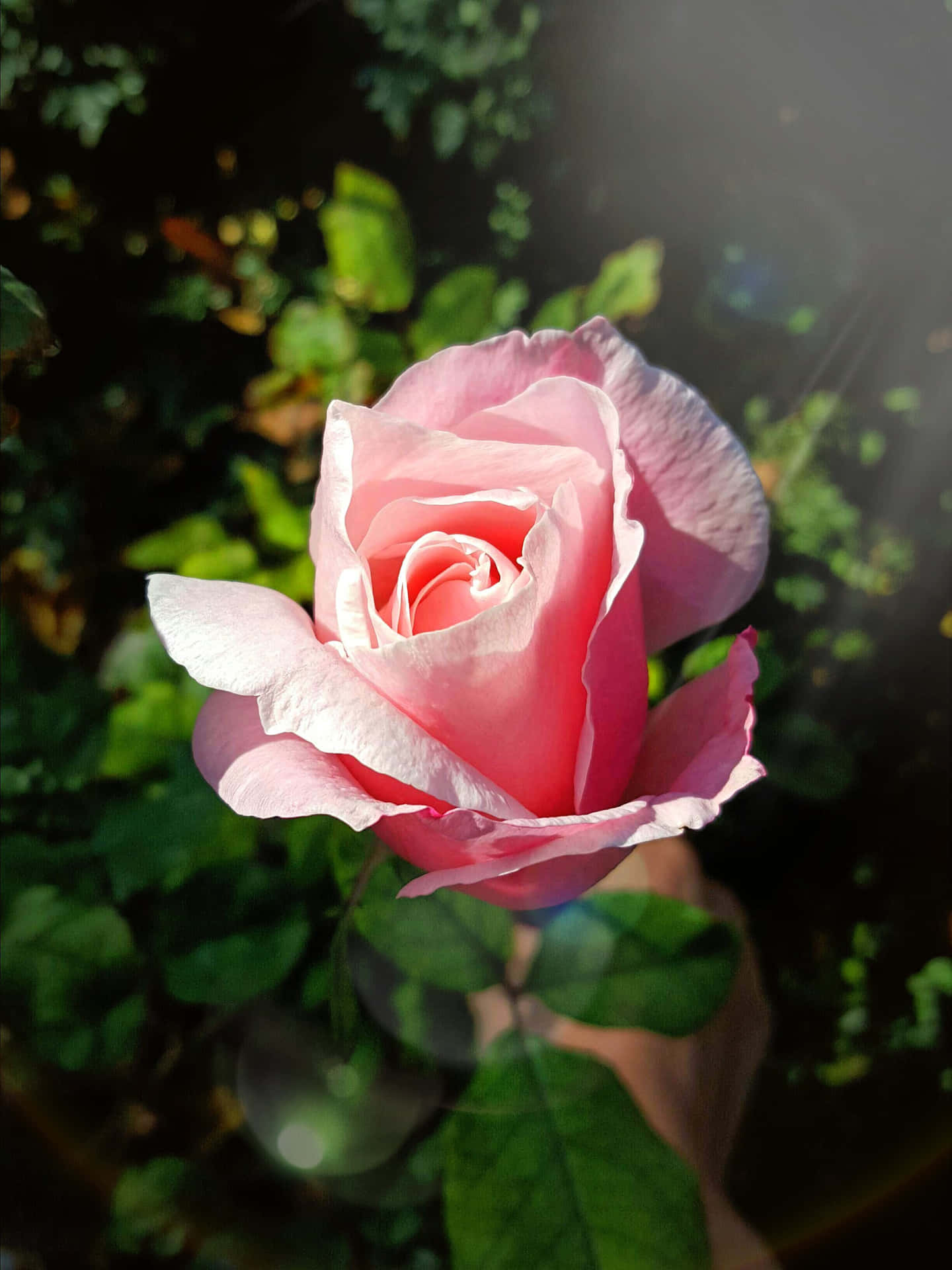 A Beautiful Rose in Full Bloom