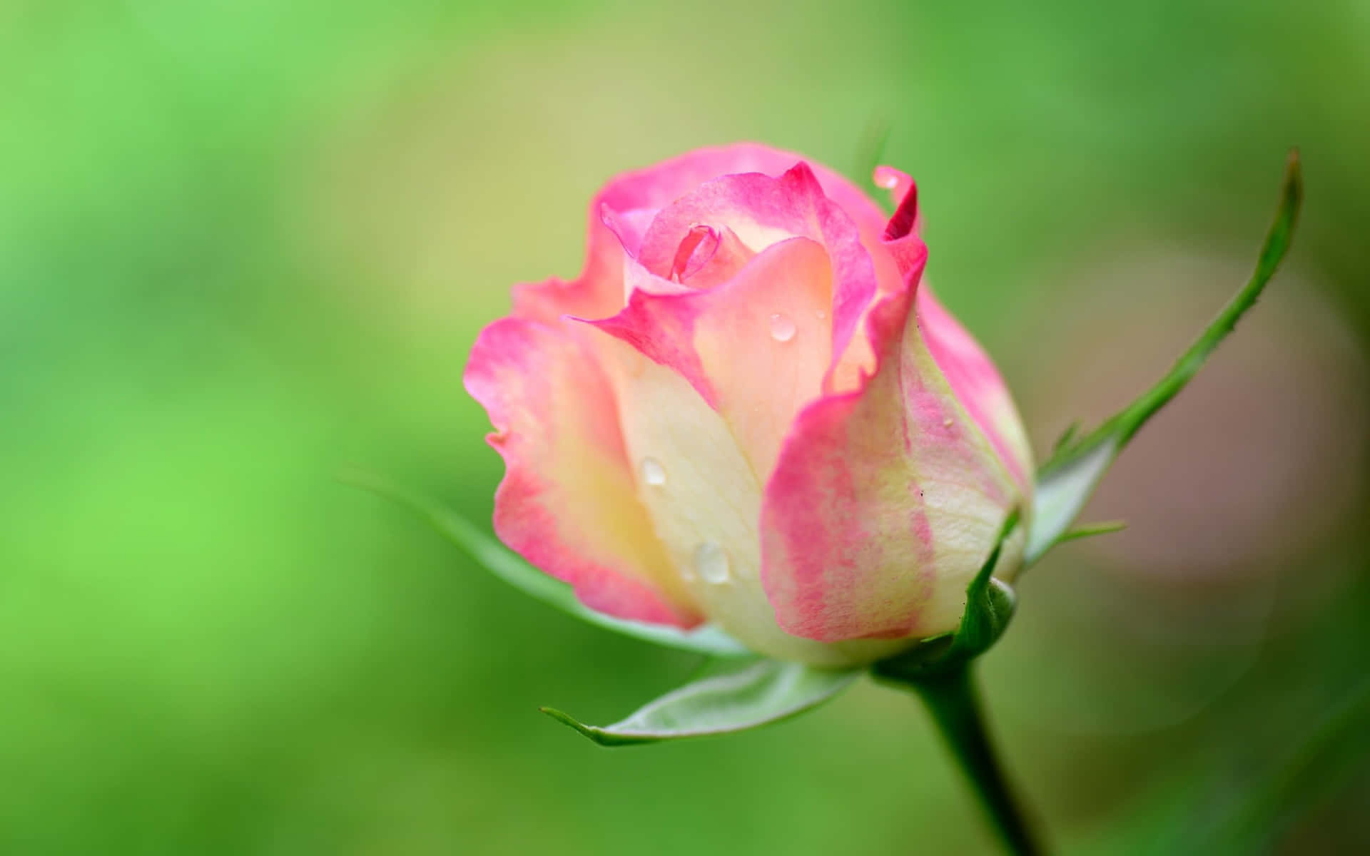 Billedestrålende Pink Rose
