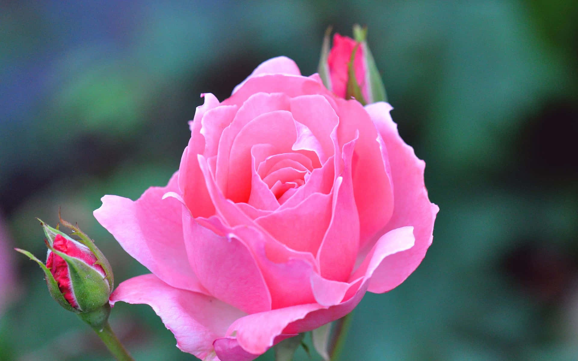 A Pink Rose Is Blooming In A Garden