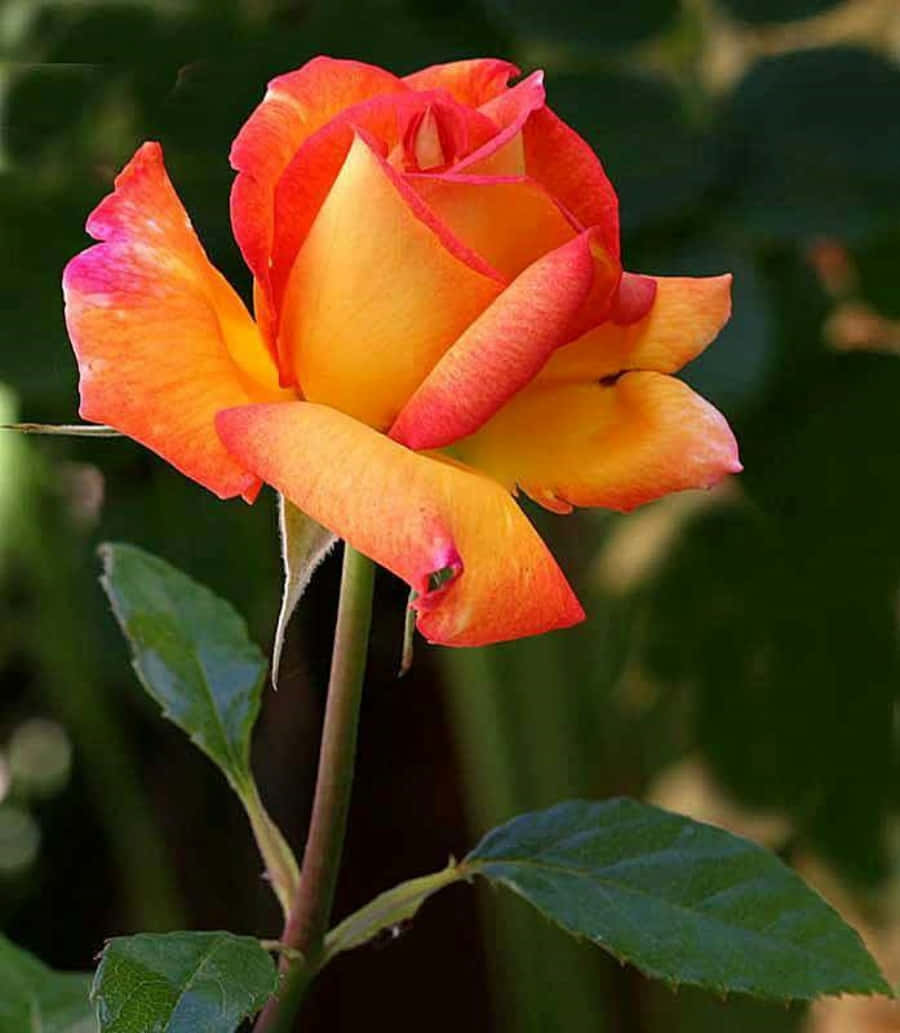 Unasquisita Rosa Rossa In Fiore.