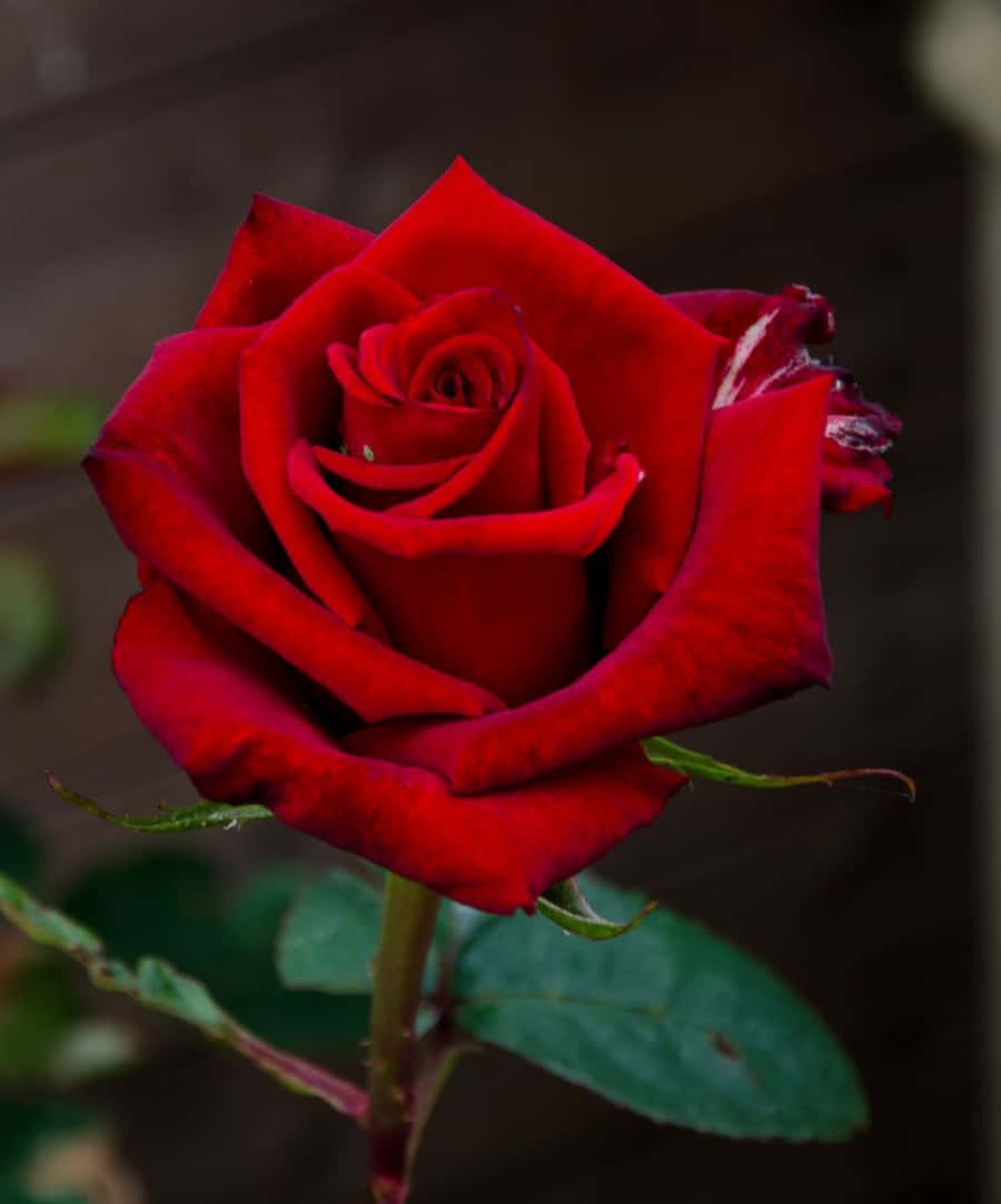 Billedeaf En Lys Og Livlig Rød Rose.
