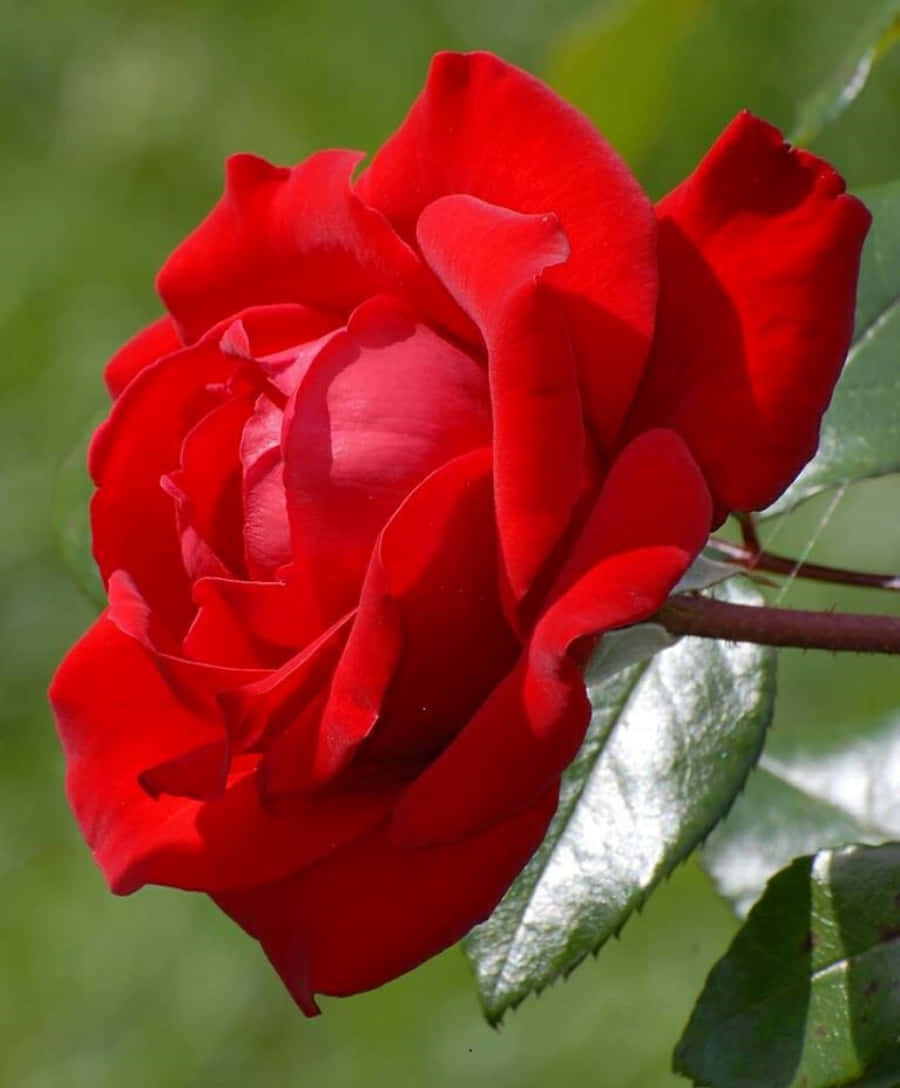 Unahermosa Rosa En Plena Floración