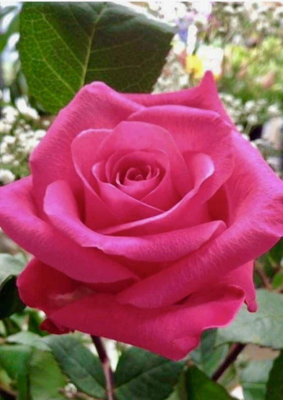 beautiful pink rose flower images