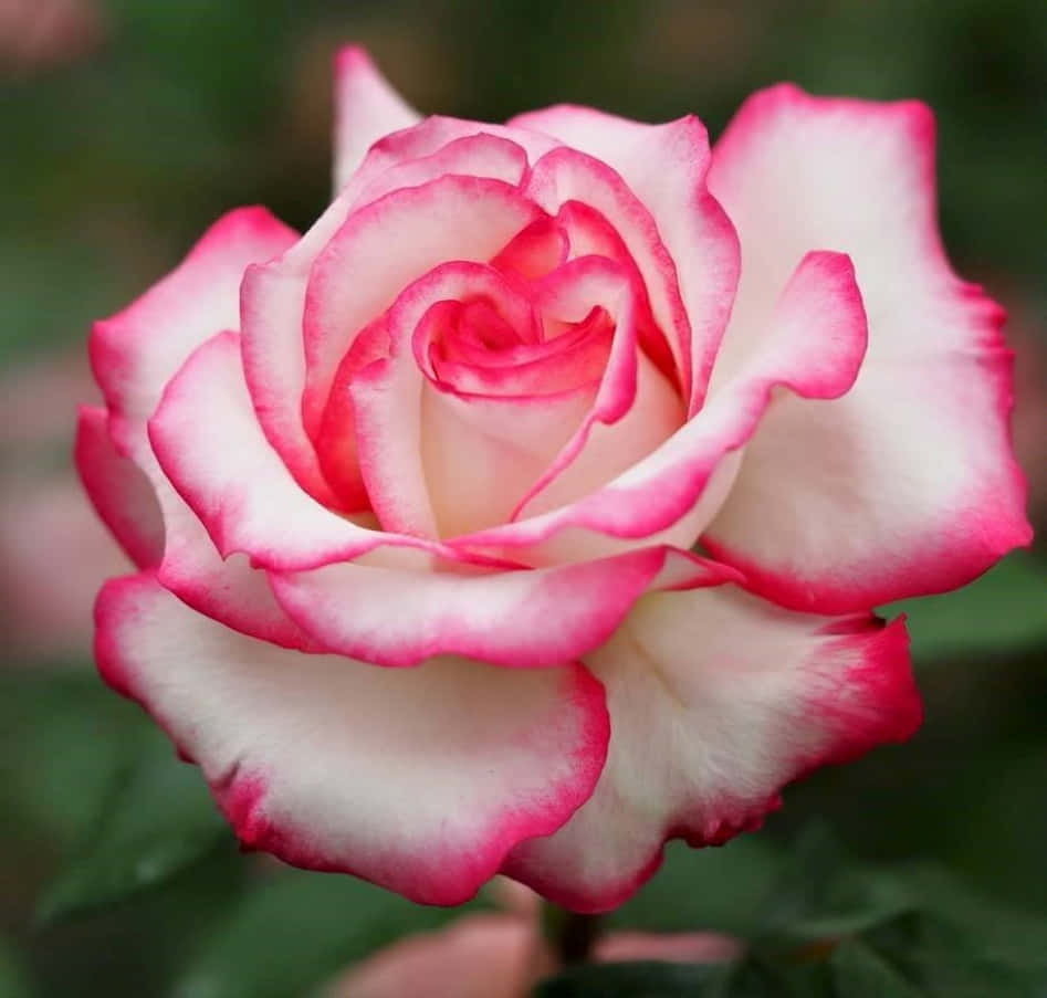 Unahermosa Rosa Rodeada De Exuberante Follaje.