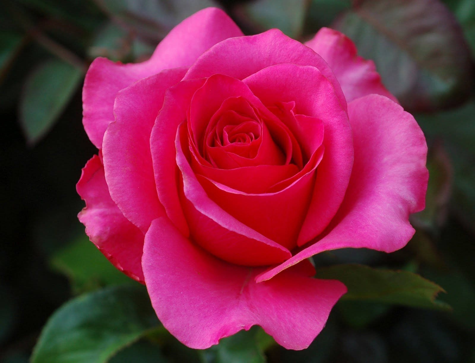 Hermosaflor De Rosa Fondo de pantalla