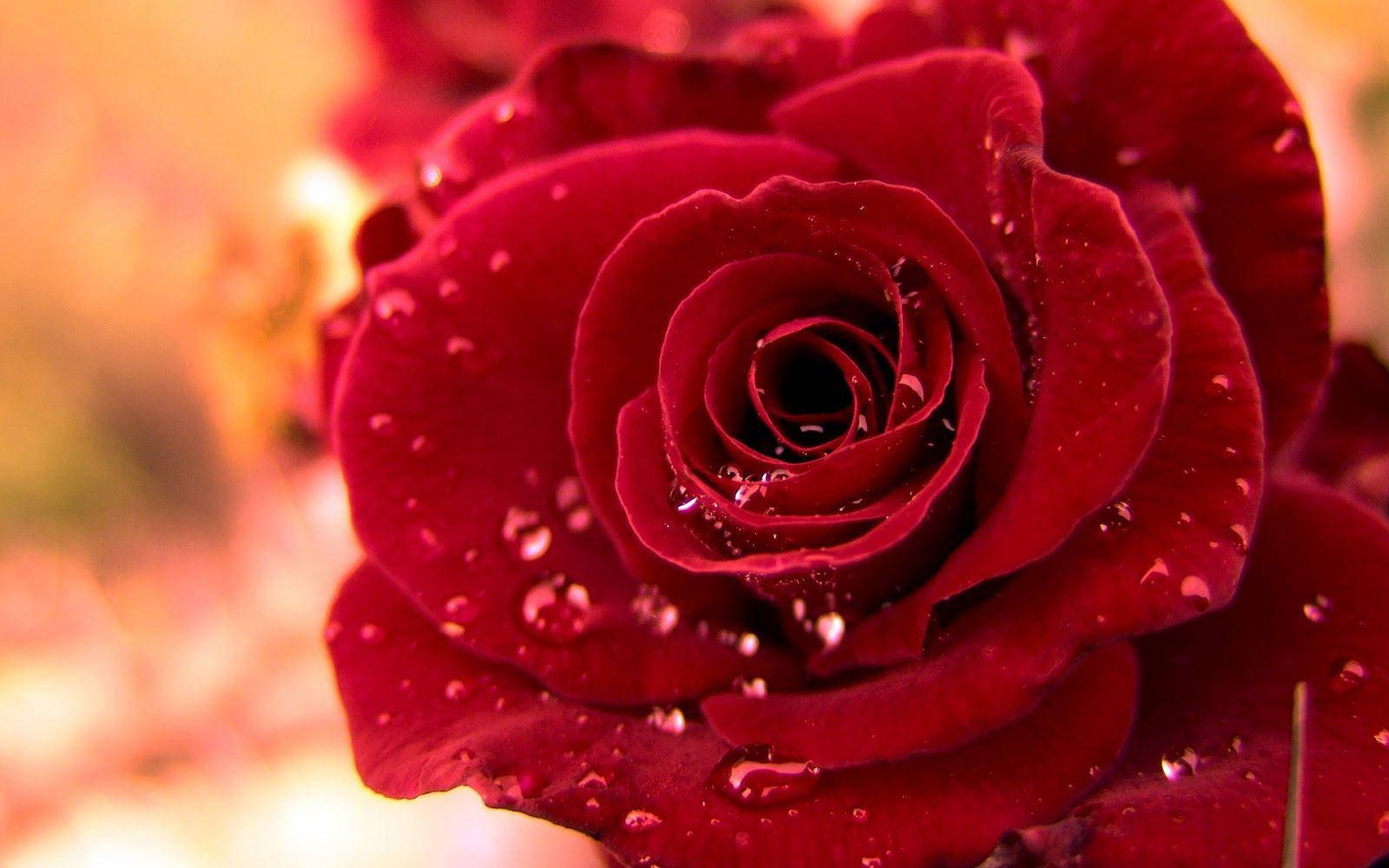 Beautiful Rose Flower In Deep Red Wallpaper