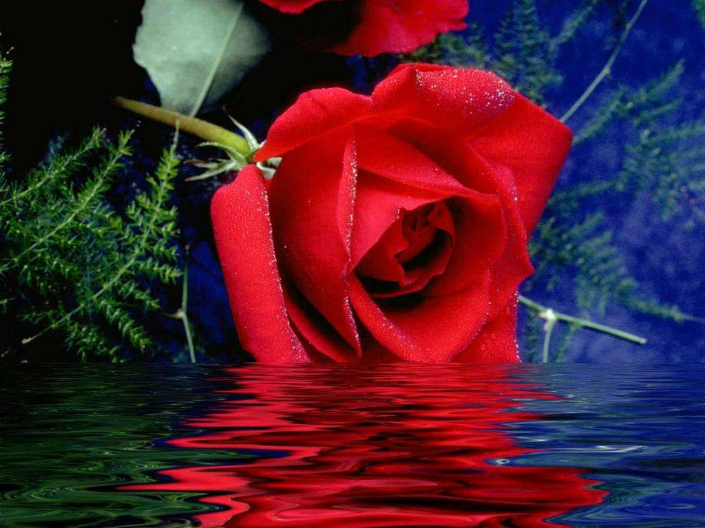 Beautiful Rose Flower On Water Wallpaper