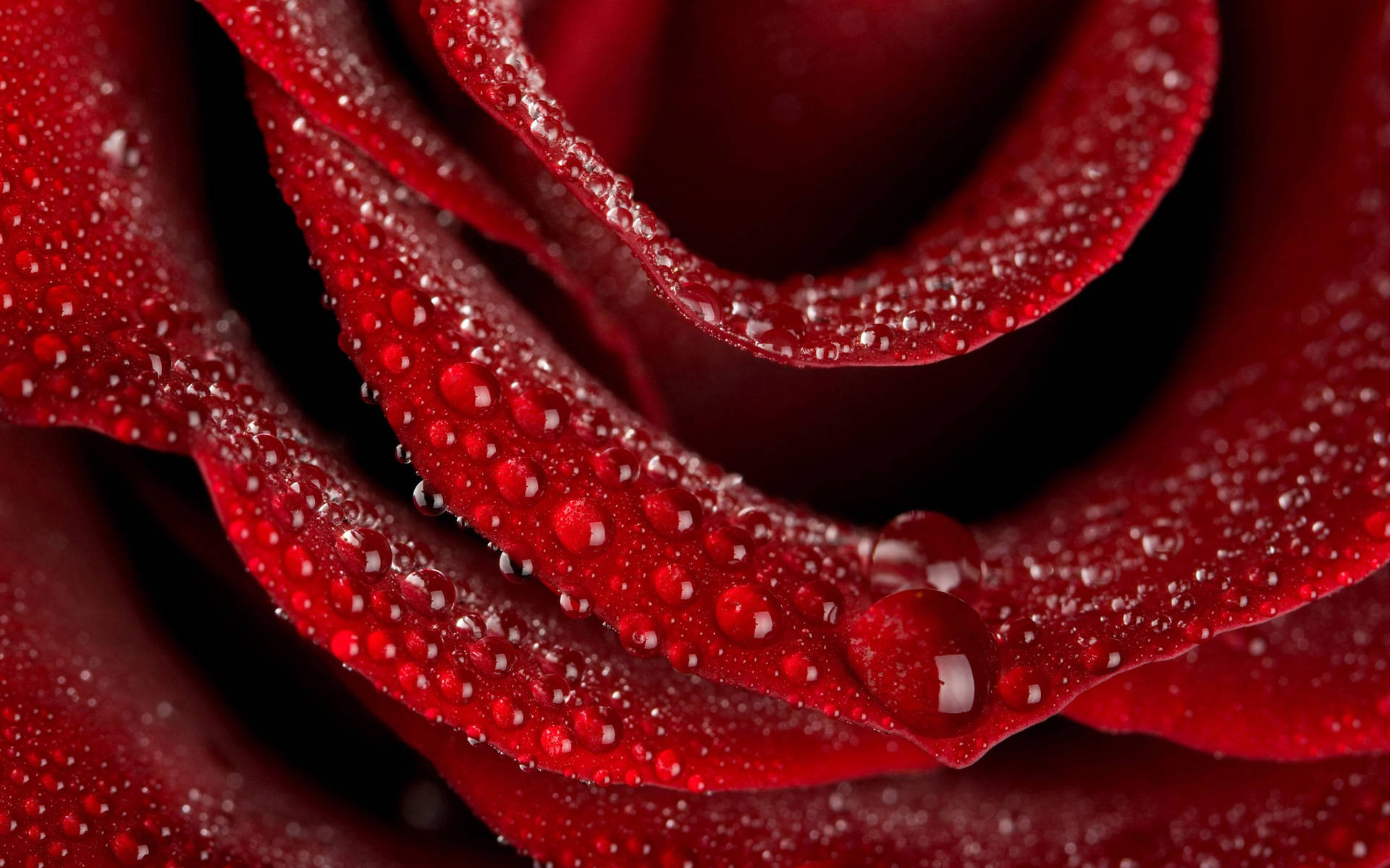 Beautiful Rose Flower Petals In Red Wallpaper