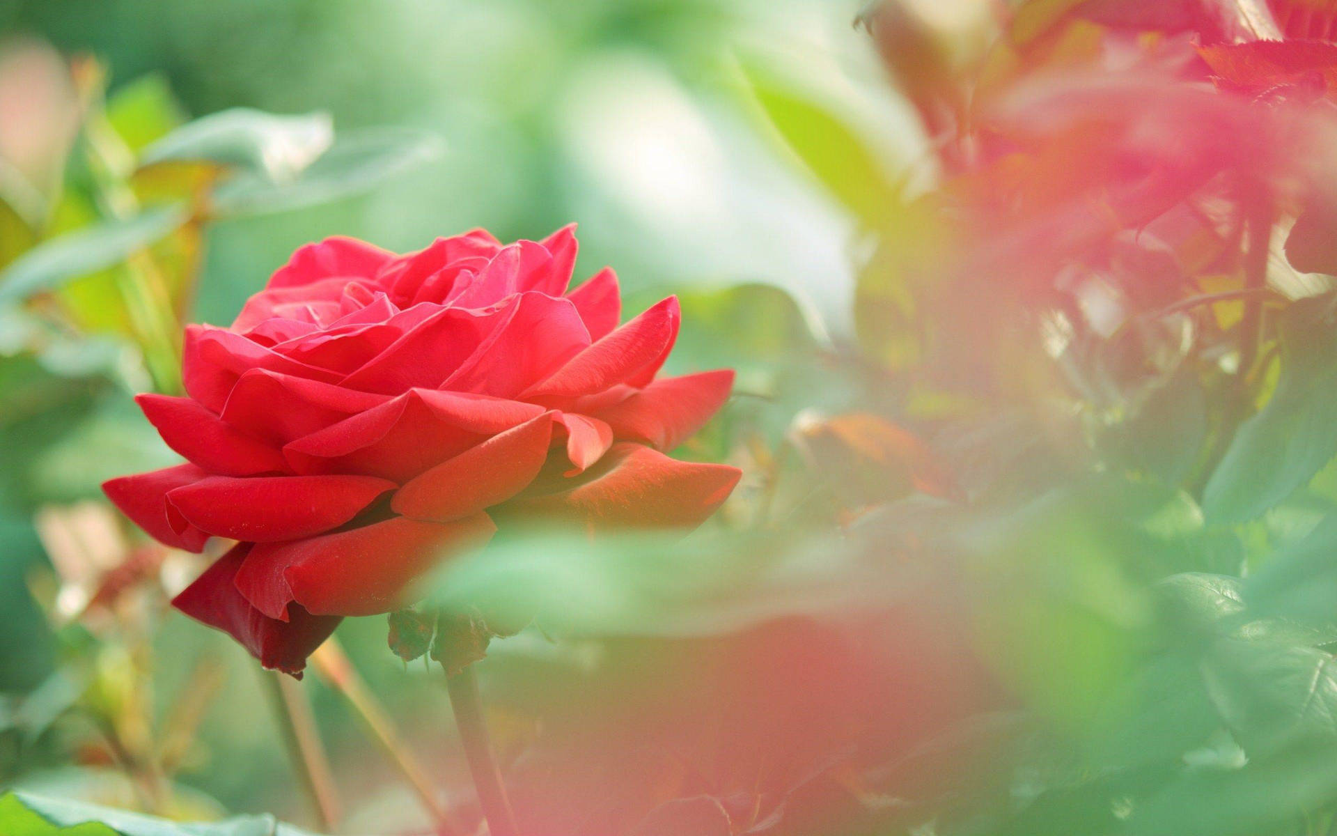 Beautiful Rose Hd In A Garden