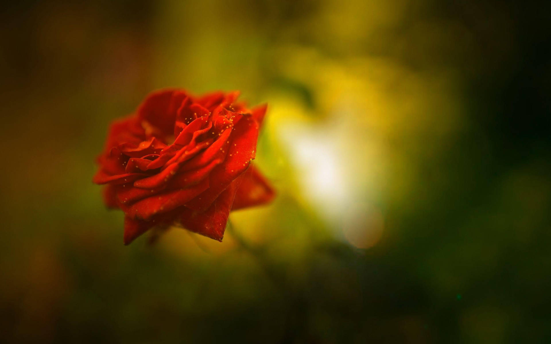 Beautiful Rose Hd In Red Color