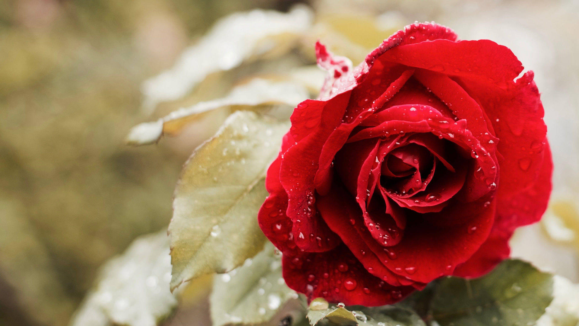 Beautiful Rose Hd With Morning Dew