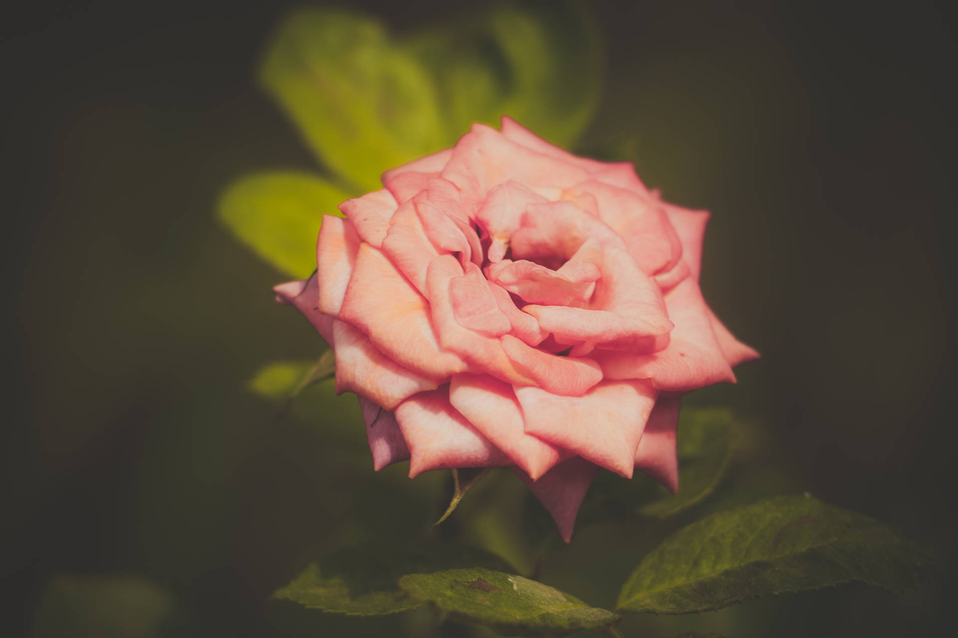 Beautiful Rose Hd With Vintage Filter